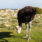 Samiec strusia pochyla głowę ku niskiej trawie: czarne upierzenie, szaroniebieska szyja i zaczerwienione nogi, za nim jasne skały i ocean