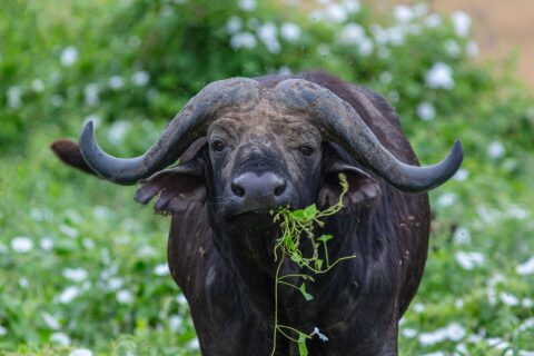 Bawół od przodu, z rogami zrośniętymi na czole w hełm, z zieloną łodygą w pysku, otoczony muchami