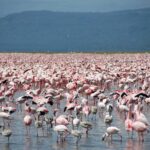 Tysiące różowych flamingów małych, wśród nich kilka szarych młodych, pokrywają płytką wodę jeziora aż po horyzont przed ciemnymi wzgórzami