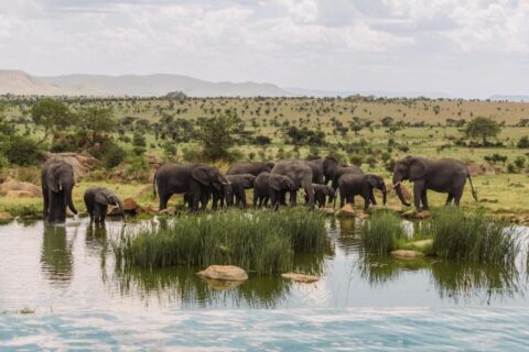 Stado słoni przy wodopoju, widziane z basenu bez krawędzi Four Seasons Safari Lodge Serengeti