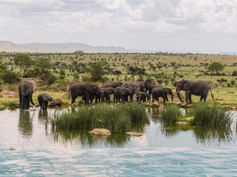 Stado słoni przy wodopoju, widziane z basenu bez krawędzi Four Seasons Safari Lodge Serengeti
