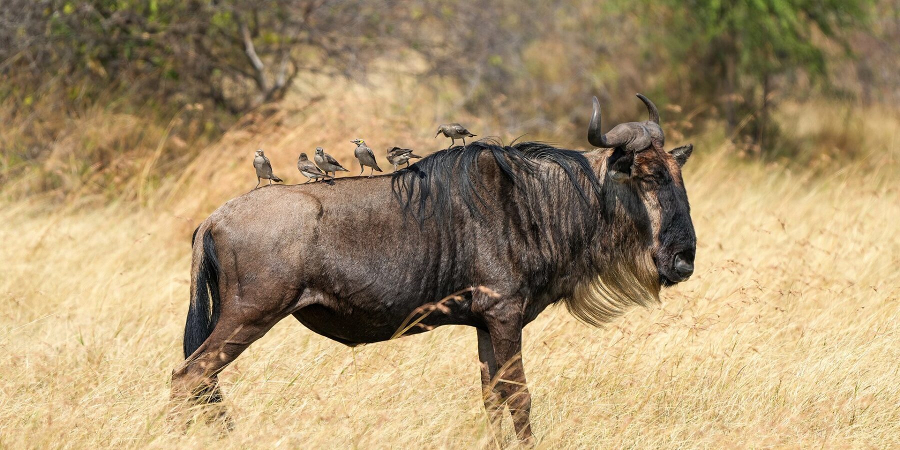 Gnu z profilu w suchej trawie, z jasną brodą i czarną grzywą, na grzbiecie siedzi sześć szpaków