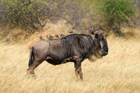 Gnu z profilu w suchej trawie, z jasną brodą i czarną grzywą, na grzbiecie siedzi sześć szpaków