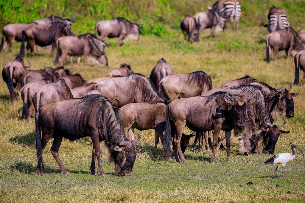 Stado gnu pasie się na zielonej trawie, za nim dwie zebry, a na pierwszym planie ibis czczony