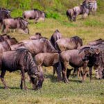 Stado gnu pasie się na zielonej trawie, za nim dwie zebry, a na pierwszym planie ibis czczony