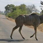 Samiec kudu wielkiego powoli przechodzi przez asfaltową drogę, z uniesionymi spiralnymi rogami i szarym bokiem w białe pręgi, po obu stronach sucha trawa i busz