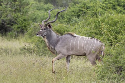 Samiec kudu wielkiego idzie bokiem przez wysoką trawę: duże spiralne rogi, szara sierść w białe pręgi, biały szewron między oczami i broda pod szyją
