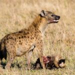 Hiena cętkowana stoi nad głową gnu, z pyskiem poplamionym krwią i lekko rozchyloną paszczą, w suchej trawie