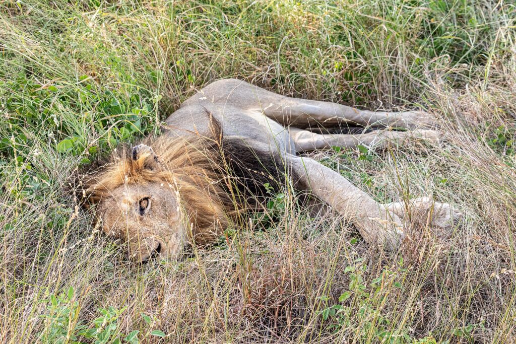 Samiec lwa z ciemną grzywą leży na boku w wysokiej zielonej trawie, z jednym okiem otwartym w stronę obiektywu i wyciągniętymi łapami