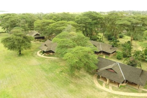 Strzechy Ol Tukai Lodge wśród akacji, w Parku Narodowym Amboseli