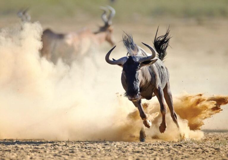 Gnu w galopie w tumanie kurzu, za nim antylopy