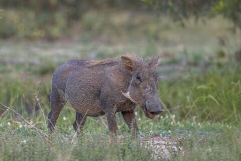 Guziec o szarej skórze i jasnej grzywie stoi w zielonej trawie z głową zwróconą w stronę obiektywu, dobrze widać małe kły i jasne bokobrody