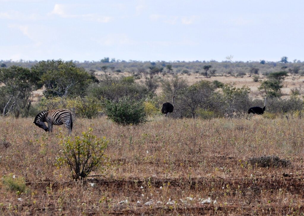 Zebra drapie się tylną nogą po głowie w suchej trawie, za nią dwa strusie, brązowa samica i czarny samiec, krzaki i płaski horyzont