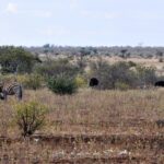 Zebra drapie się tylną nogą po głowie w suchej trawie, za nią dwa strusie, brązowa samica i czarny samiec, krzaki i płaski horyzont