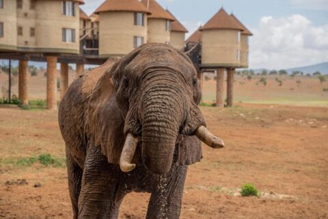 Słoń na pierwszym planie, przed okrągłymi wieżami Salt Lick Safari Lodge na palach