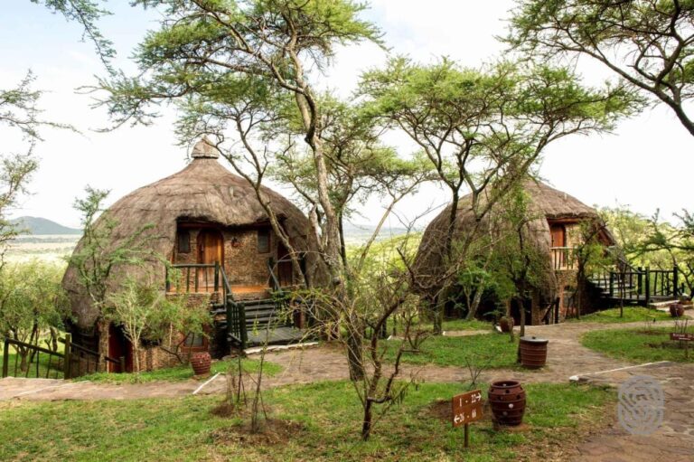 Dwie okrągłe chaty Serengeti Serena Safari Lodge pod kopulastymi dachami ze strzechy, między akacjami