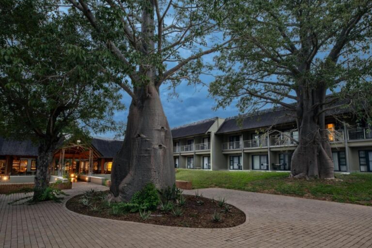 Dwa baobaby na brukowanym dziedzińcu Skukuza Safari Lodge, przed skrzydłami z pokojami, o zmierzchu
