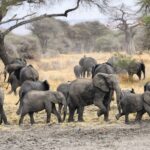 Stado słoni z kilkoma słoniątkami przechodzi przez błotnisty teren, za nim baobab i akacje