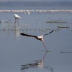 Flaming mały zrywa się do lotu, biegnąc po szarej wodzie, w głębi jeziora długi szereg różowych flamingów