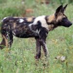 Likaon z profilu w zielonej trawie usianej kwiatami, z sierścią w czarne, płowe i białe plamy, z dużymi okrągłymi uszami postawionymi do góry i ogonem z białym końcem