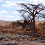 Skaliste, wyschnięte koryto rzeki Wielka Ruaha, na brzegu bezlistny baobab, a w oddali na wzgórzu zebry