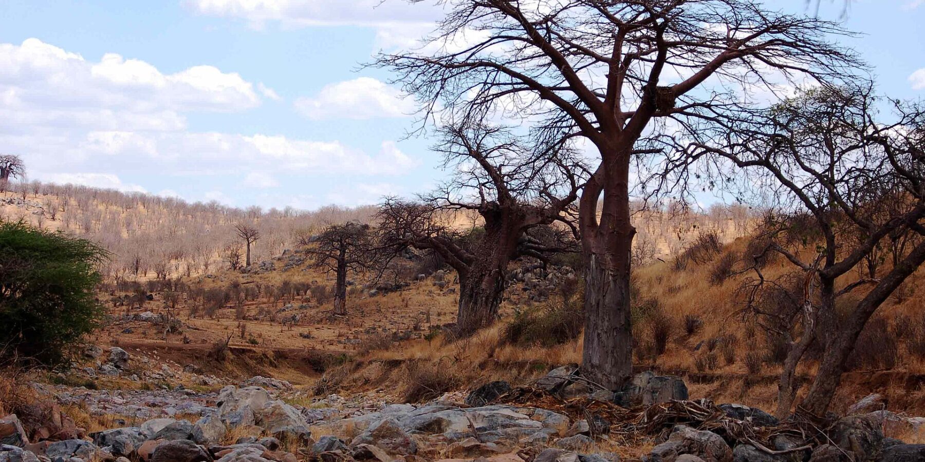 Skaliste, wyschnięte koryto rzeki Wielka Ruaha, na brzegu bezlistny baobab, a w oddali na wzgórzu zebry