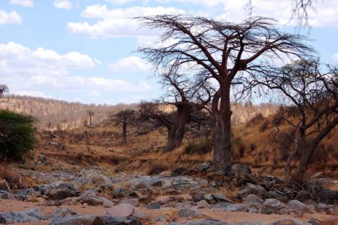 Skaliste, wyschnięte koryto rzeki Wielka Ruaha, na brzegu bezlistny baobab, a w oddali na wzgórzu zebry