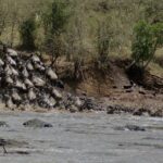 Kolumna gnu zbiega z ziemnej skarpy i rzuca się do szarej rzeki, pierwsze zwierzęta płyną już gęsiego ku drugiemu brzegowi