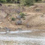 Zebry schodzą z piaszczystej skarpy i przechodzą rzekę brodem, a na górze zbocza czekają gnu