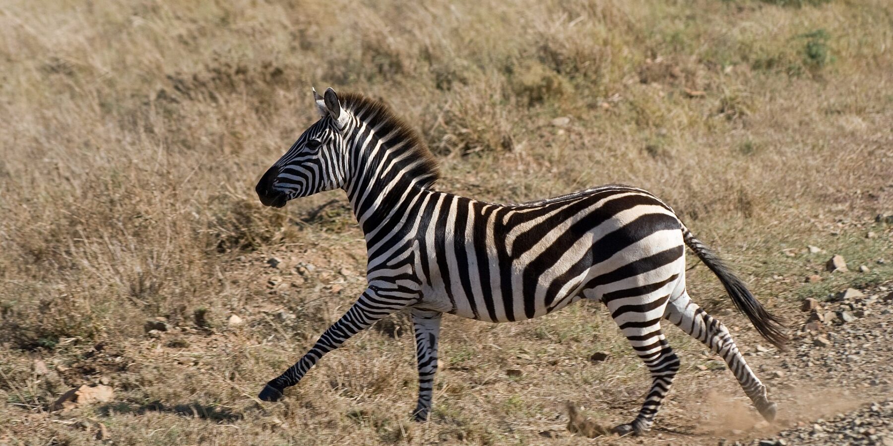 Zebra stepowa galopuje bokiem w suchej trawie, spod kopyt unosi się kurz, grzywa postawiona