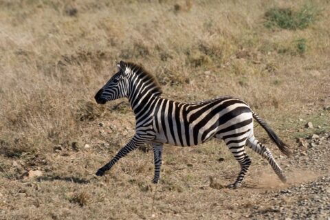 Zebra stepowa galopuje bokiem w suchej trawie, spod kopyt unosi się kurz, grzywa postawiona